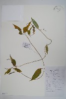 藏品(長葉吊燈花)的圖片