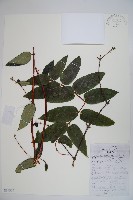 藏品(吊子金銀花)的圖片