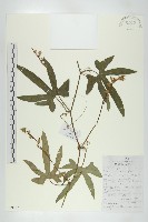 藏品(槭葉括樓)的圖片