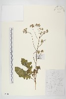 藏品(黃鵪菜)的圖片