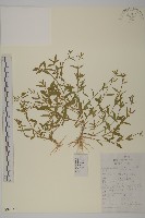 藏品(雀舌草)的圖片