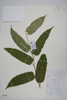 藏品(小花八角楓)的圖片