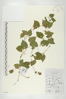 藏品(大苞赤瓟)的圖片