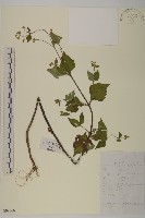 藏品(下田菊)的圖片