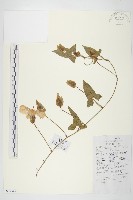 藏品(田旋花)的圖片