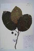 藏品(破布烏)的圖片