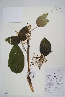 藏品(蔥木)的圖片