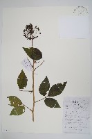 藏品(三葉五加、三加皮)的圖片