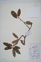 藏品(長葉獼猴桃)的圖片