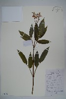 藏品(冇骨消)的圖片