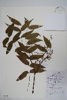 藏品(黃連木、爛心木)的圖片