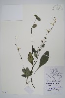 藏品(哈哼花)的圖片