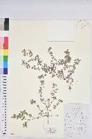 藏品(地錦)的圖片