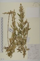 藏品(魁蒿)的圖片