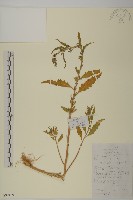 藏品(臭杏、土荊芥)的圖片