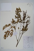 藏品(南天竹、天竹、蘭天竹)的圖片