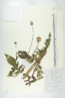 藏品(川續斷)的圖片