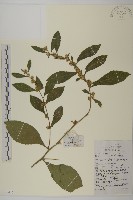 藏品(天名精)的圖片