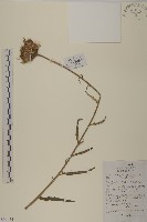 藏品(華薊)的圖片