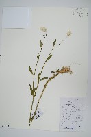 藏品(青葙)的圖片