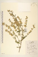 藏品(一枝黃花)的圖片