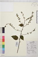 藏品(毛咀簽)的圖片