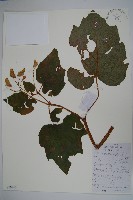 藏品(秋海棠)的圖片