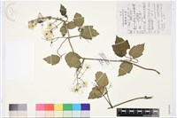 藏品(粗齒鐵線蓮)的圖片