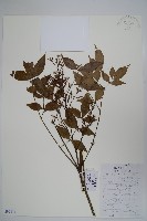 藏品(南天竹、天竹、蘭天竹)的圖片