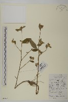 藏品(杓兒菜)的圖片