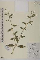 藏品(天名精)的圖片