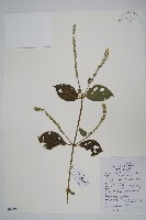 藏品(土牛膝)的圖片