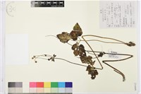 藏品(打破碗花花)的圖片