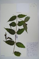 藏品(臺灣土黨參)的圖片