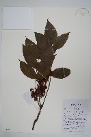 藏品(鹽膚木)的圖片