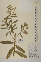 藏品(薄葉艾納香)的圖片