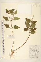 藏品(豨簽)的圖片