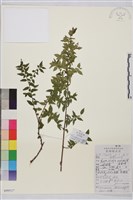 藏品(異葉鼠李)的圖片