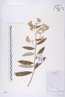 藏品(羊耳菊)的圖片