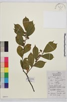 藏品(鈍齒鼠李)的圖片