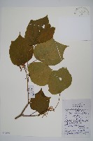 藏品(八角楓)的圖片