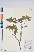 藏品(唐杜鵑、大屯杜鵑、中原氏杜鵑)的圖片