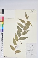 藏品(滿山香)的圖片