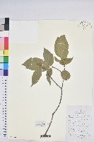 藏品(扛香藤)的圖片