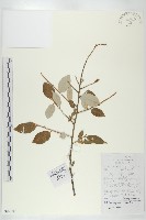 藏品(星毛胡頹子)的圖片