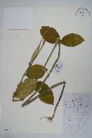 藏品(牛皮消、白薇)的圖片