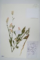 藏品(青葙)的圖片