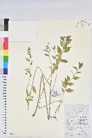 藏品(雀兒舌頭)的圖片