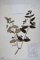 藏品(吊子金銀花)的圖片