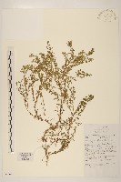 藏品(鵝不食草)的圖片